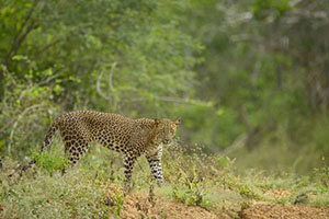 Safari at Yala National Park